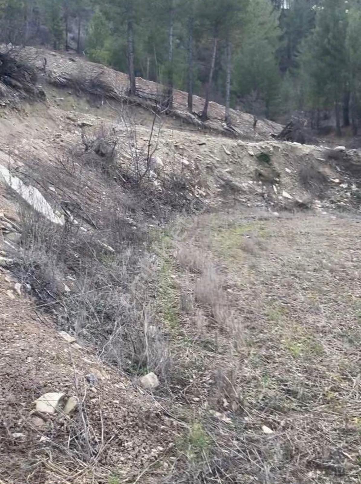 Denizli Çameli Eldirek - Görsel 3