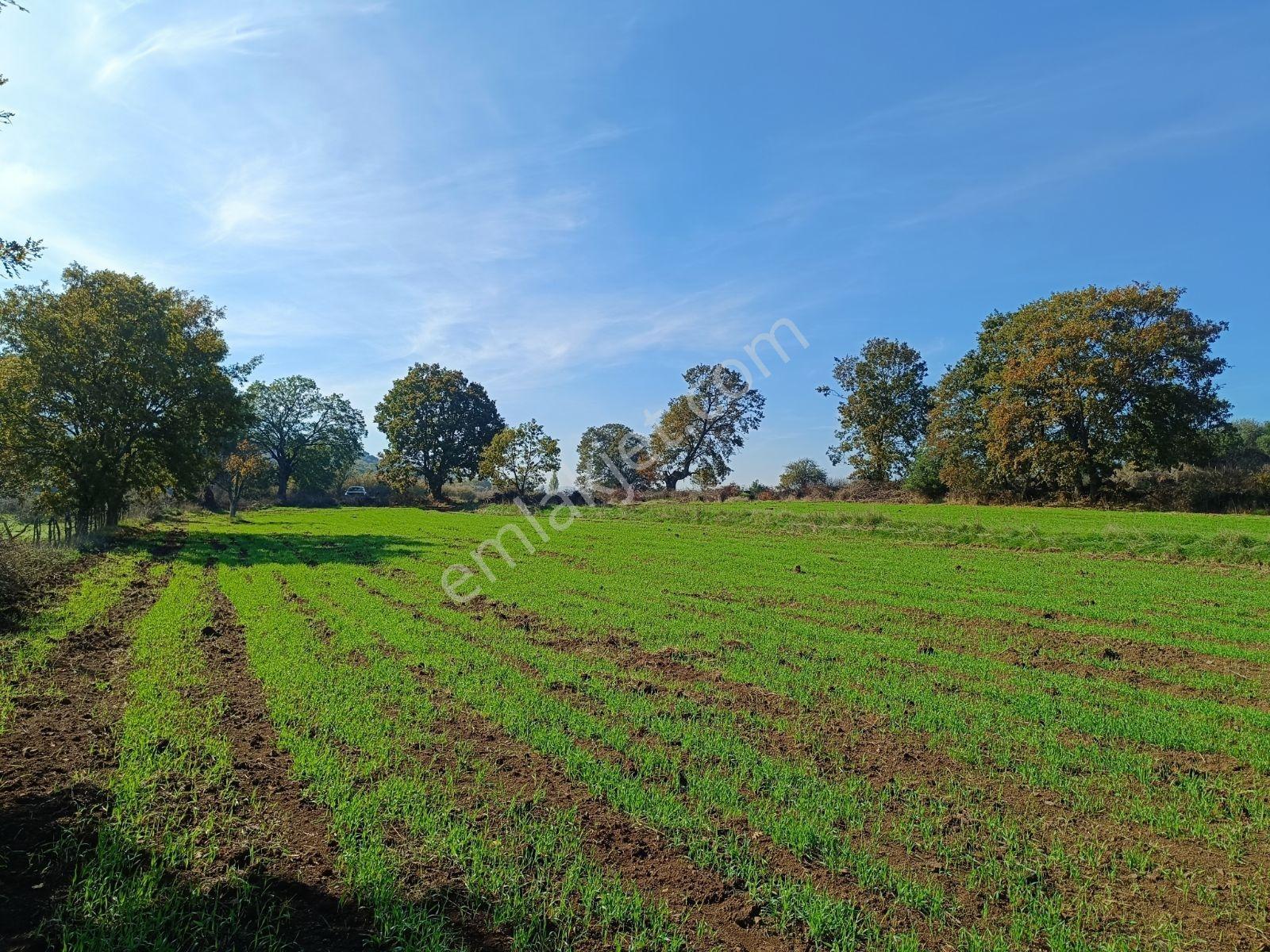 Çanakkale Yenice Boynanlar Mah Resmi Yola Cephe6432 Metre Tarla - Görsel 20