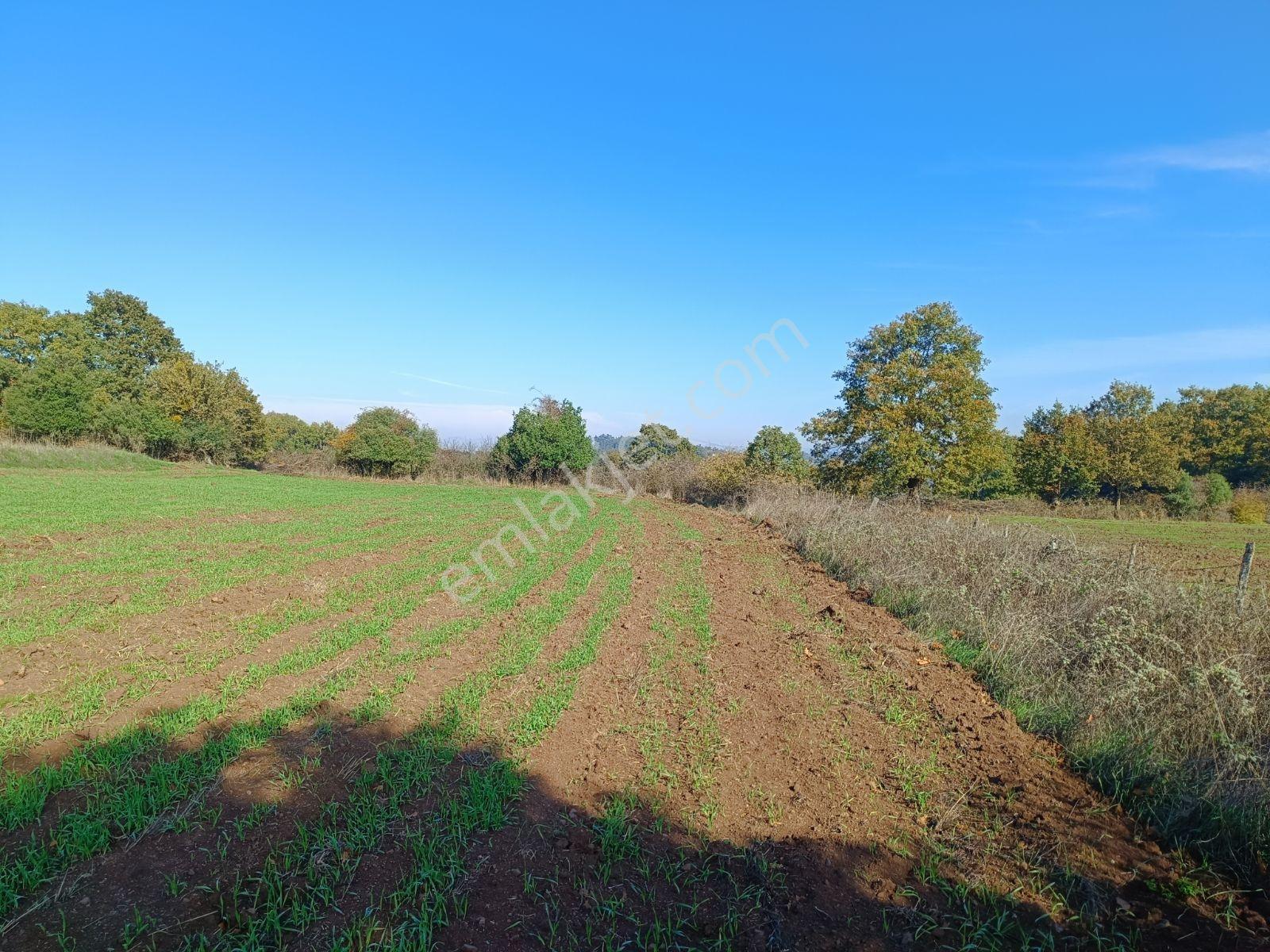 Çanakkale Yenice Boynanlar Mah Resmi Yola Cephe6432 Metre Tarla - Görsel 16