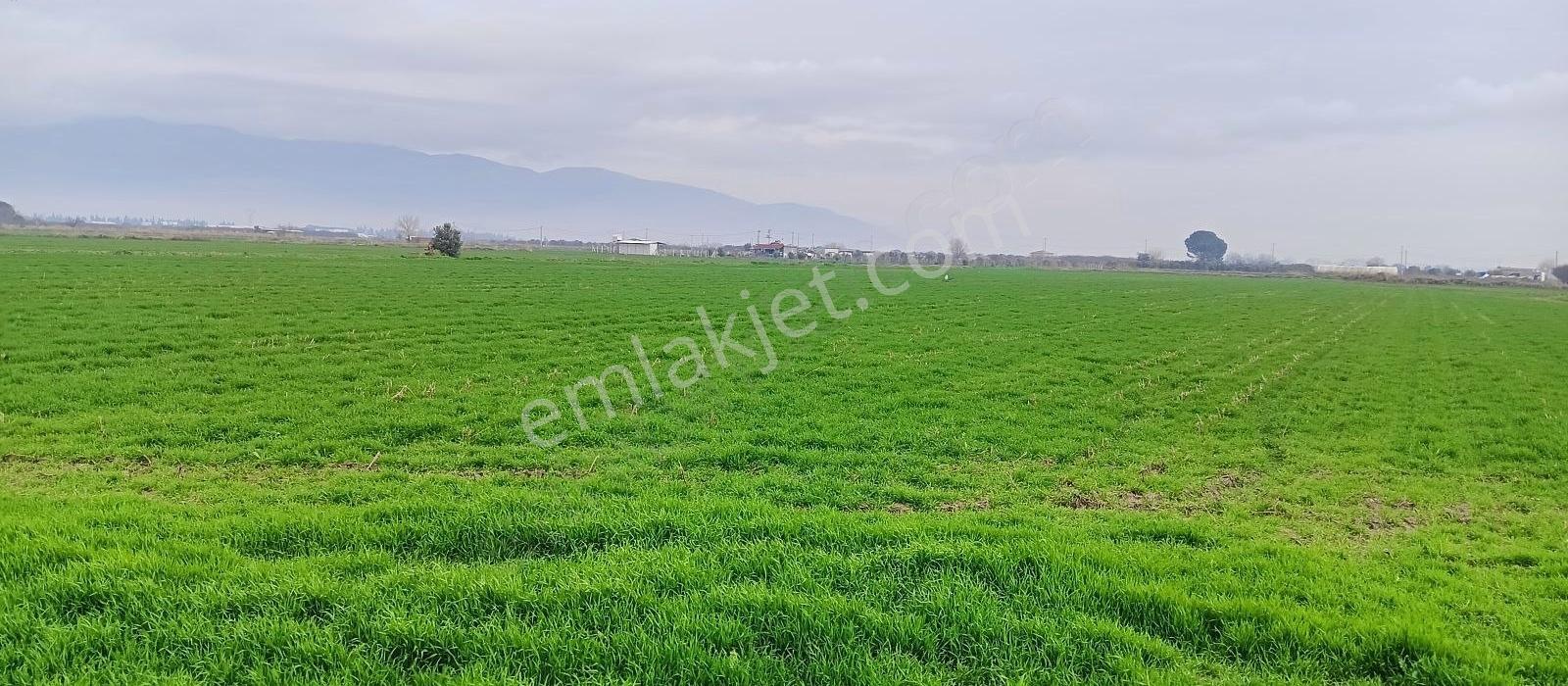 Menemen Ahihidır'da 24 Dönüm Tek Tapu Tarla - Görsel 5