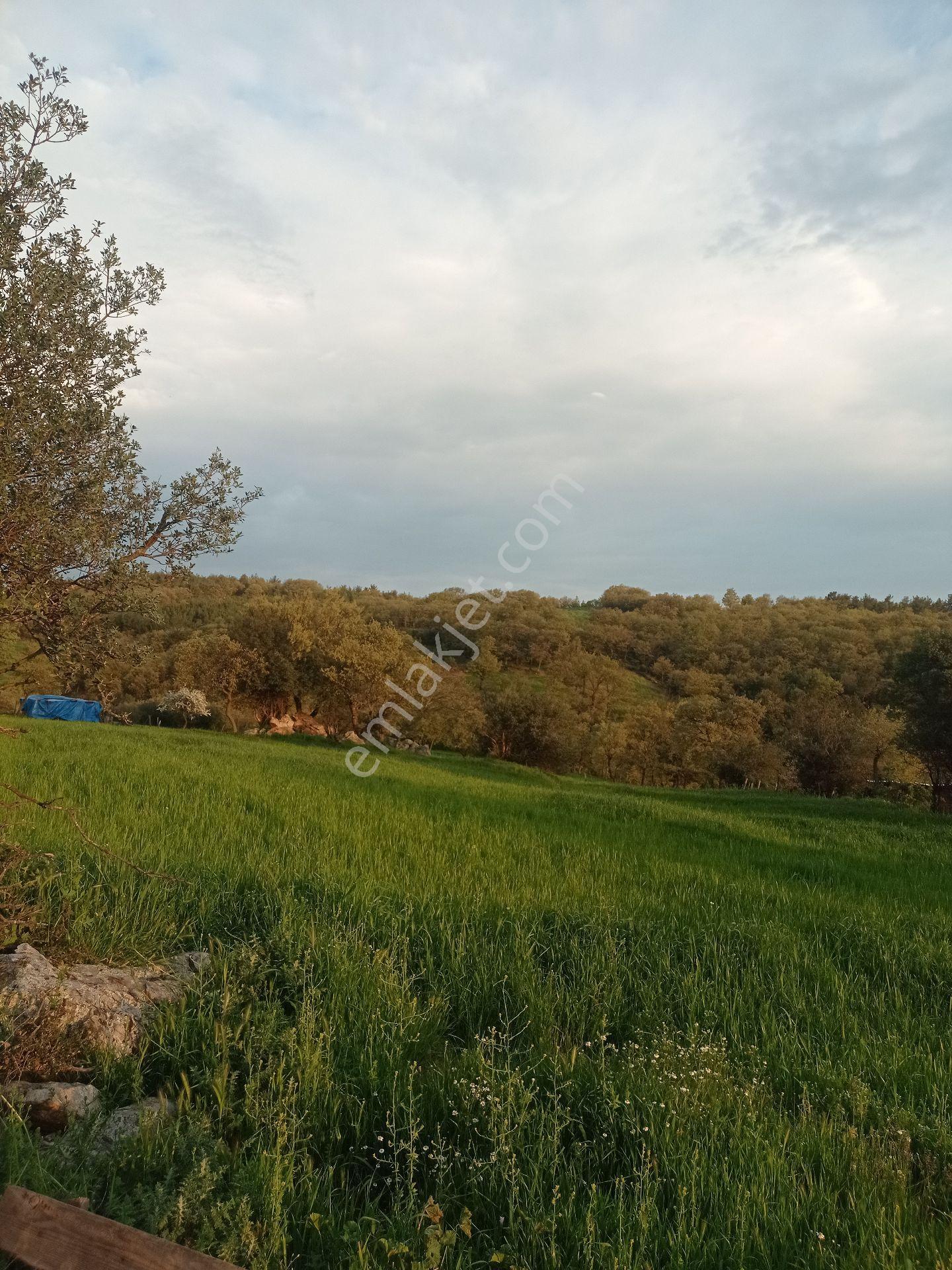 Köyün Dibinde, Doğanın Kalbinde: Kazdağları’nın Nefesi Bu Parselde! - Görsel 2