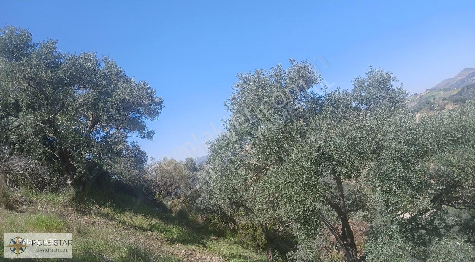 Germencik Hıdırbeyli'de 3.101 M² Süper Verimli Zeytinlik Kiralık - Görsel 35