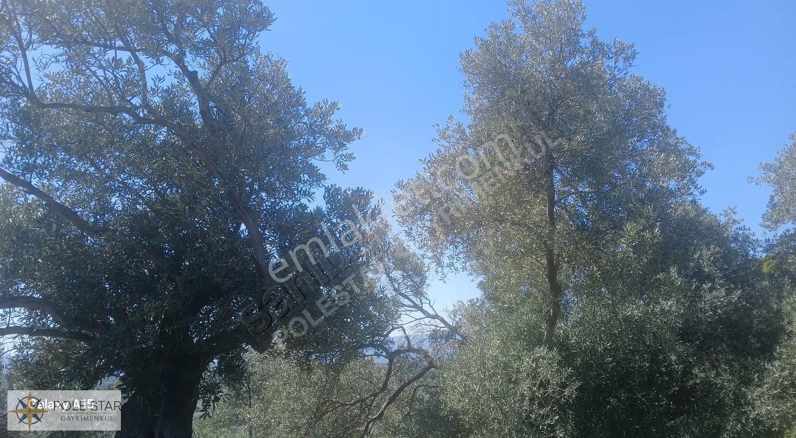 Germencik Hıdırbeyli'de 3.101 M² Süper Verimli Zeytinlik Kiralık - Görsel 14