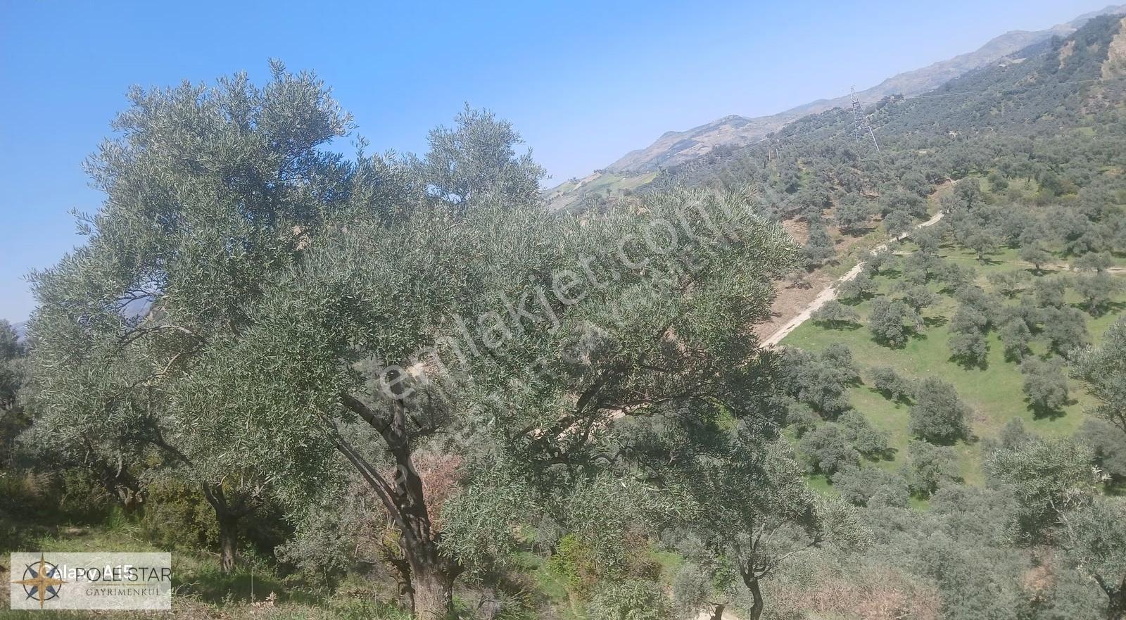 Germencik Hıdırbeyli'de 3.101 M² Süper Verimli Zeytinlik Kiralık