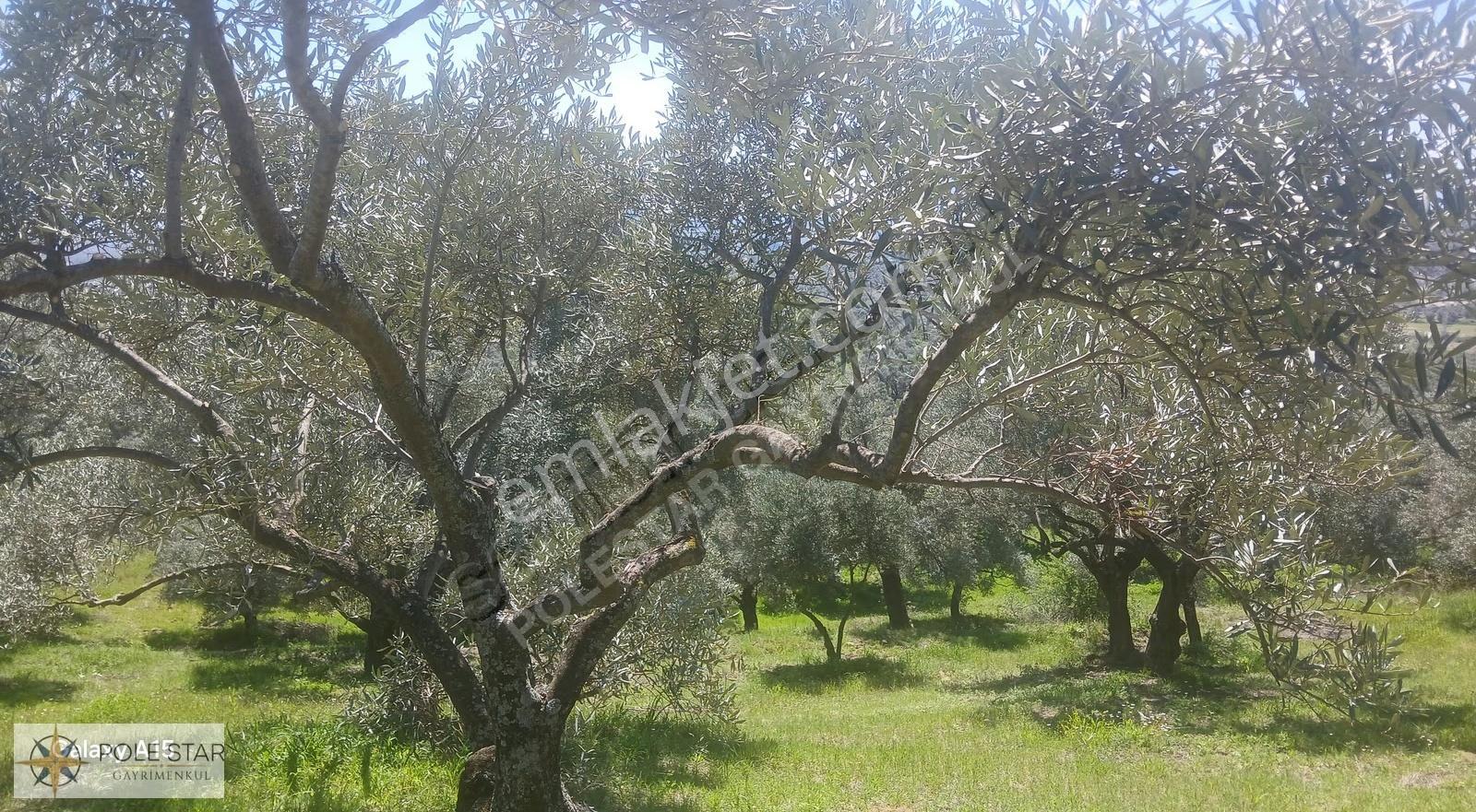 Germencik Hıdırbeyli'de 3.101 M² Süper Verimli Zeytinlik Kiralık - Görsel 26