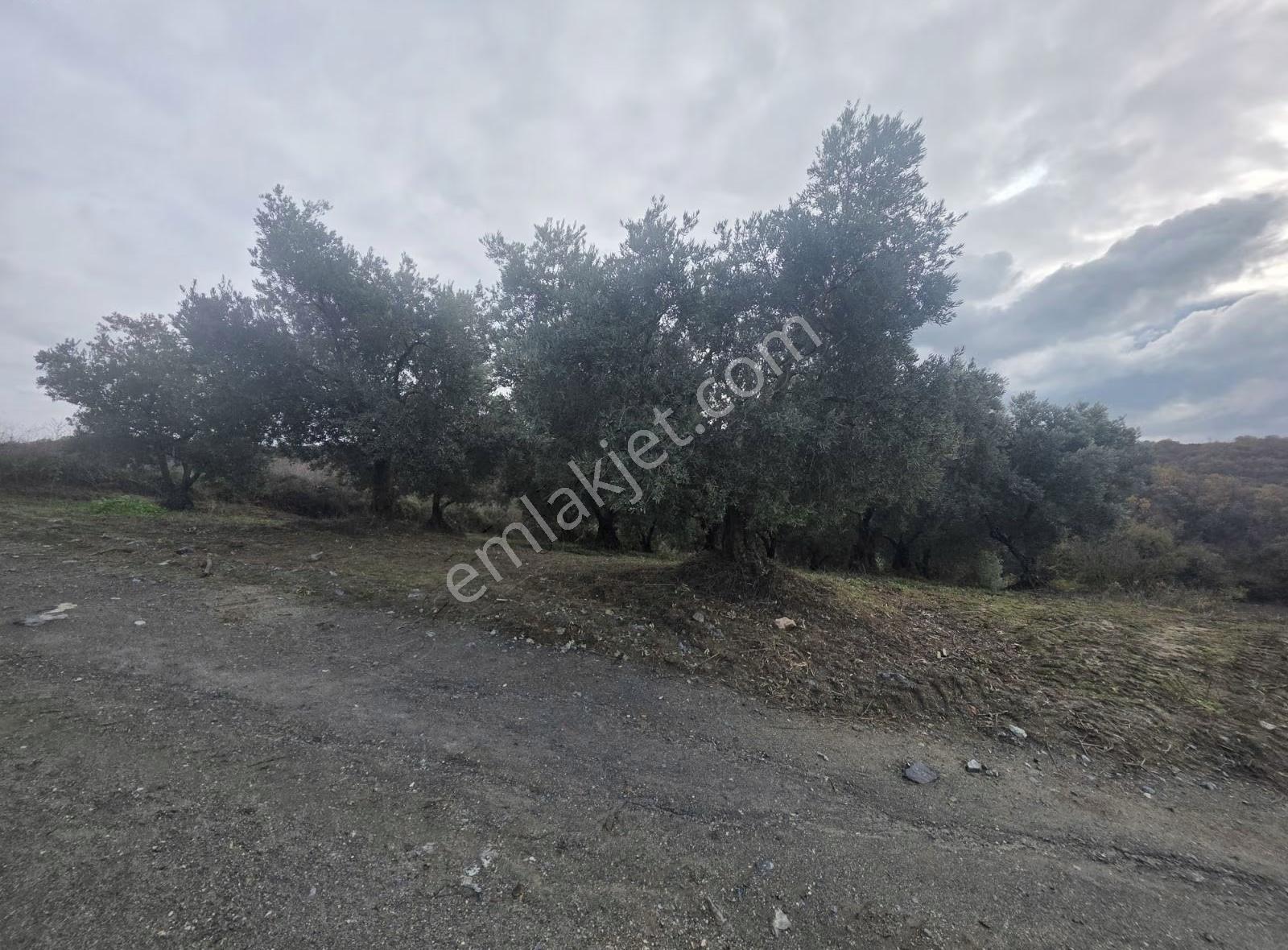 Yaman Köy Daire Takasına Açık Zeytinlik - Görsel 5