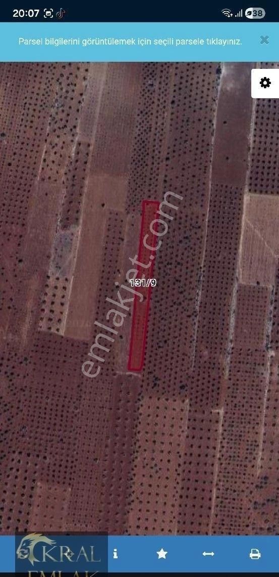 Kilis Akıncıda Satılık Zeytin - Görsel 22