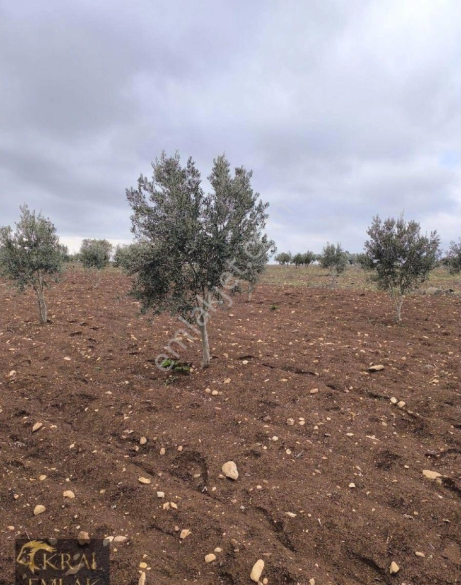 Kilis Akıncıda Satılık Zeytin - Görsel 17