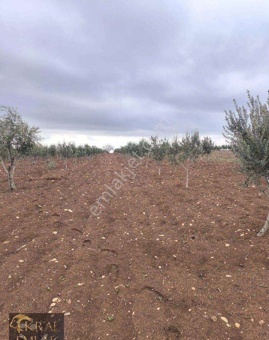 Kilis Akıncıda Satılık Zeytin - Görsel 3