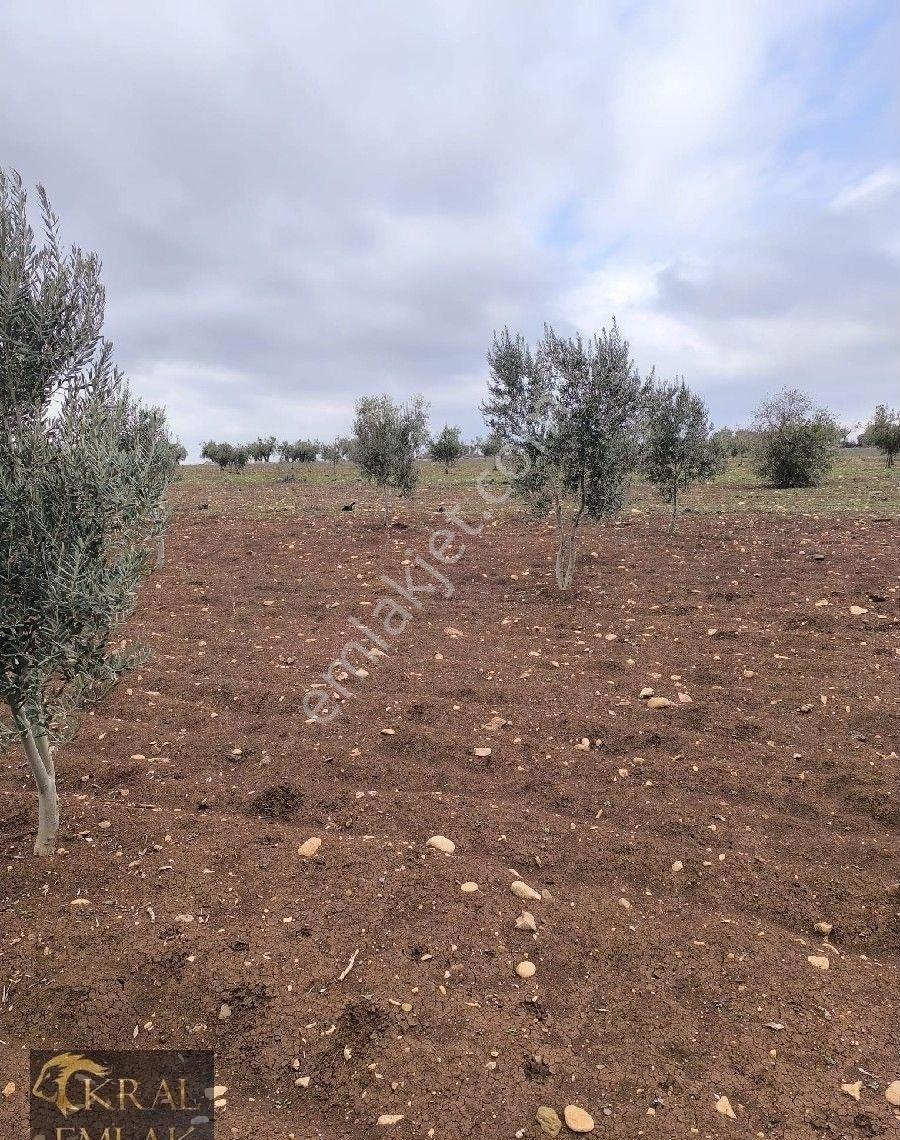 Kilis Akıncıda Satılık Zeytin - Görsel 11