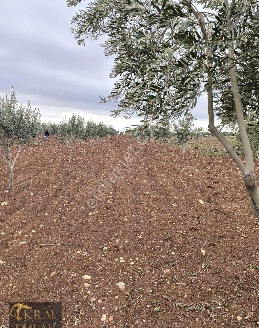 Kilis Akıncıda Satılık Zeytin - Görsel 18