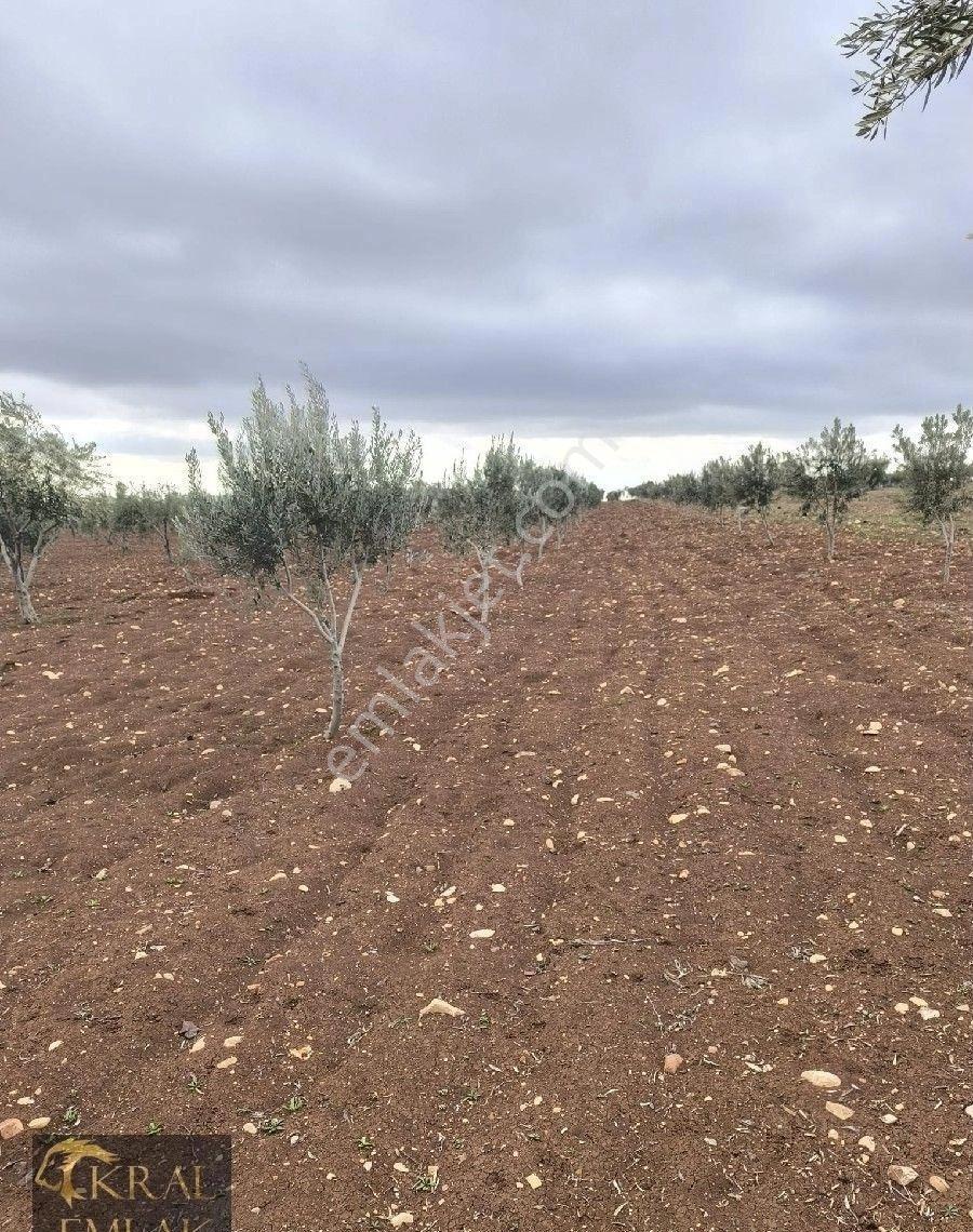Kilis Akıncıda Satılık Zeytin - Görsel 2