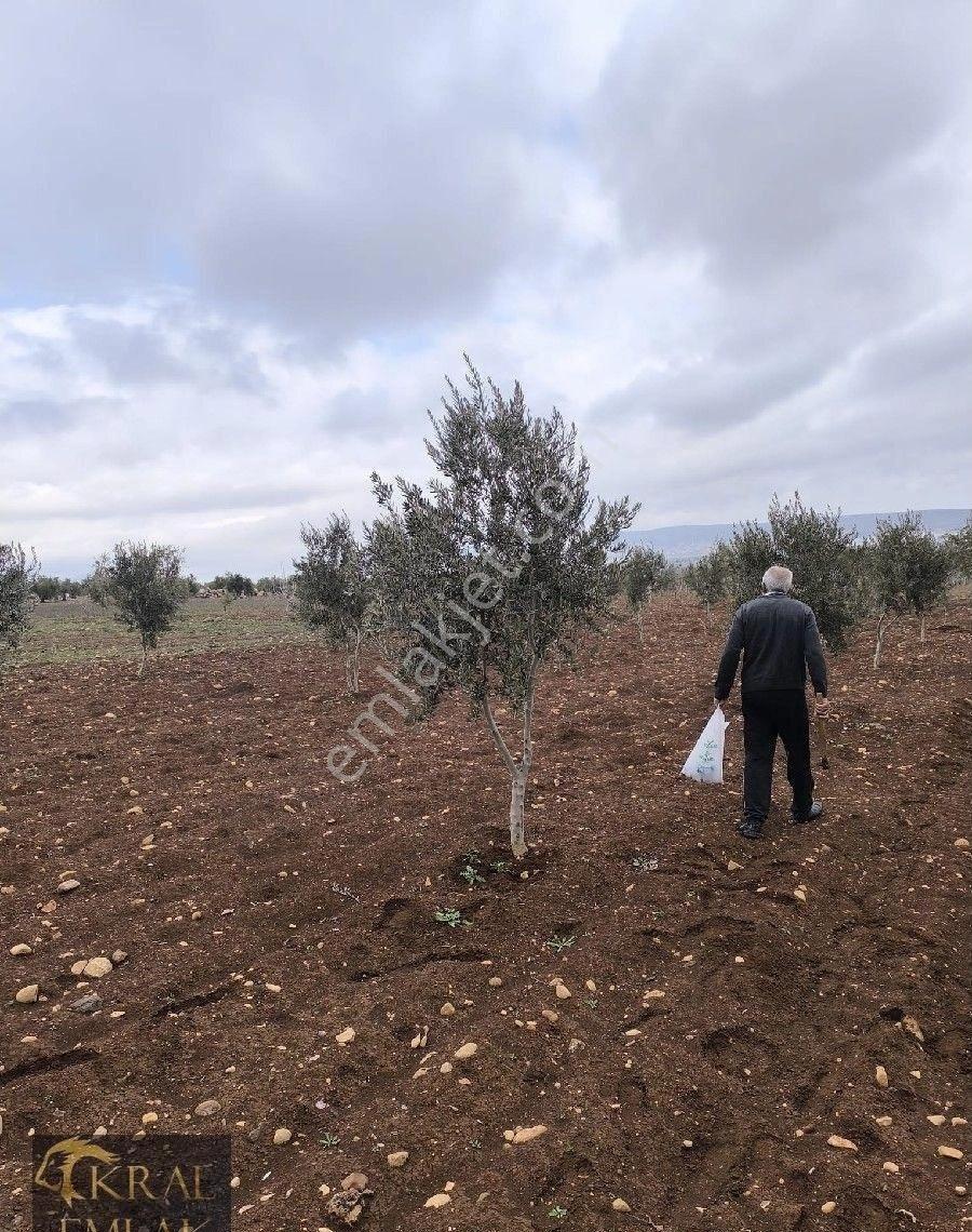 Kilis Akıncıda Satılık Zeytin - Görsel 21