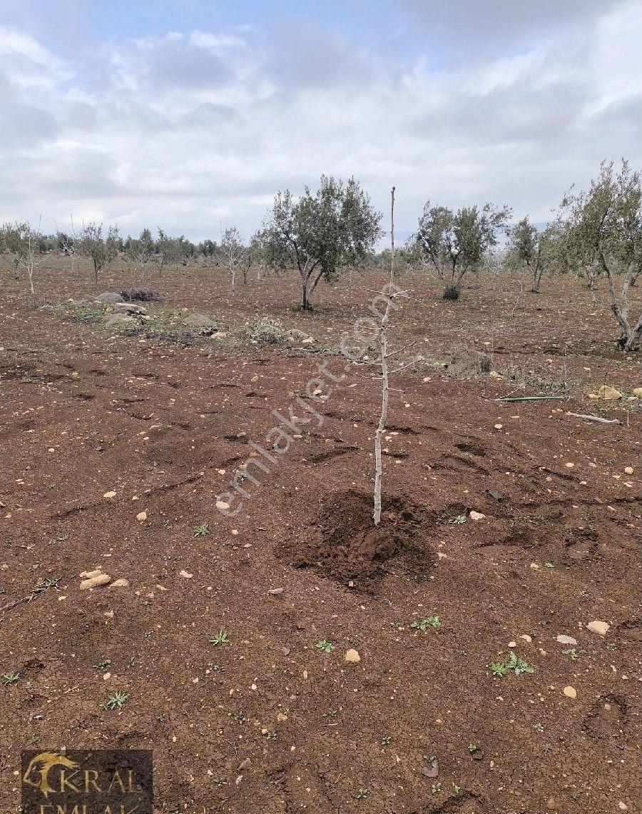 Kilis Akıncıda Satılık Zeytin - Görsel 8