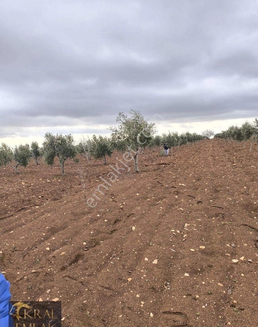 Kilis Akıncıda Satılık Zeytin
