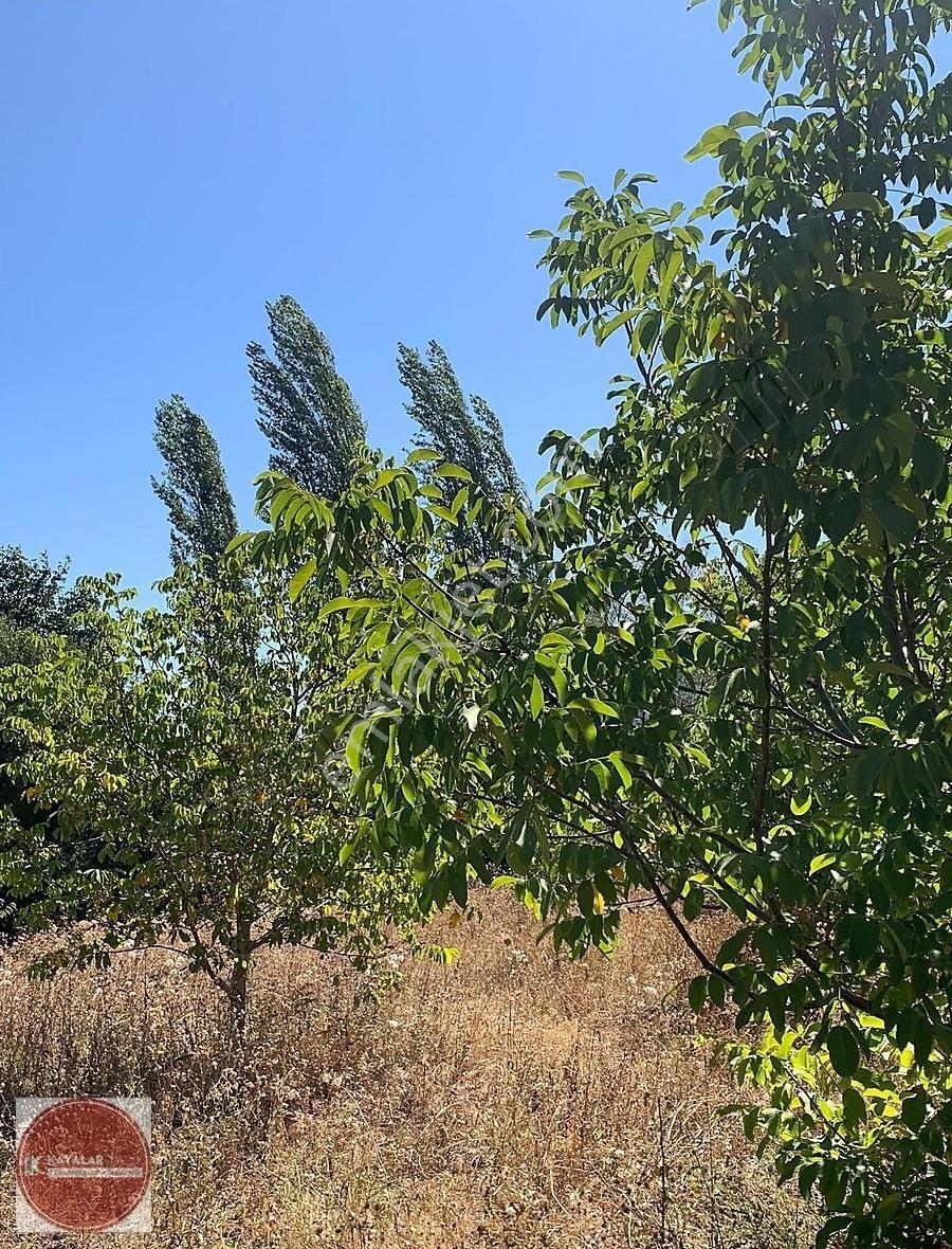 Kayalar'dan Kocapınar'da 10400m2 İki Parça Satılık Ceviz Bahçesi - Görsel 21