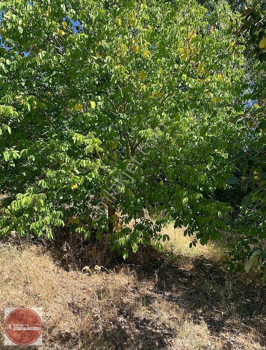 Kayalar'dan Kocapınar'da 10400m2 İki Parça Satılık Ceviz Bahçesi - Görsel 35