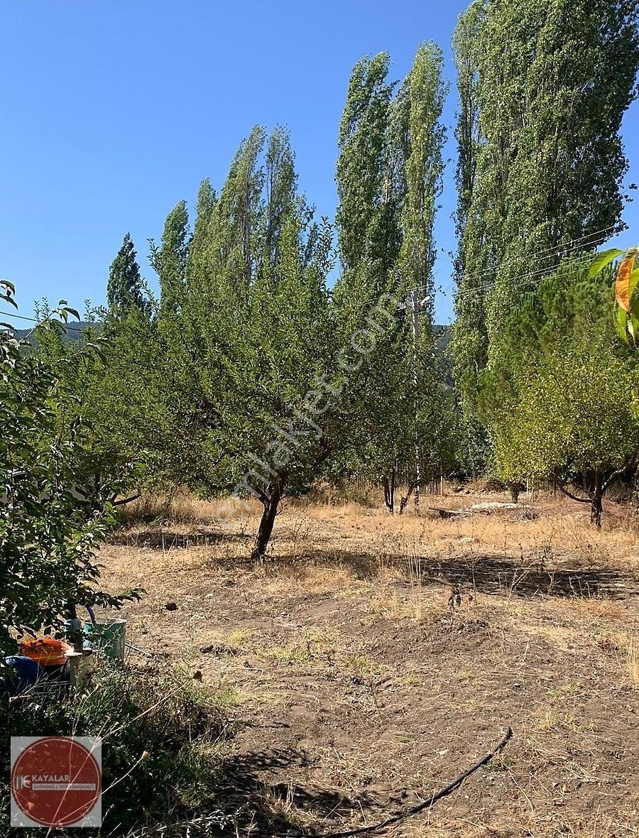 Kayalar'dan Kocapınar'da 10400m2 İki Parça Satılık Ceviz Bahçesi - Görsel 20