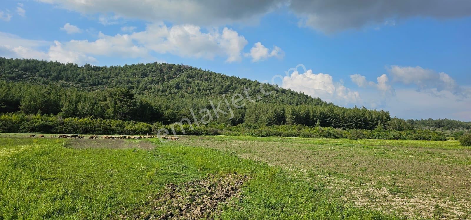 Kusadası Kirazlı Köyünde Emsallerinin Altında Satılık Tarla - Görsel 8