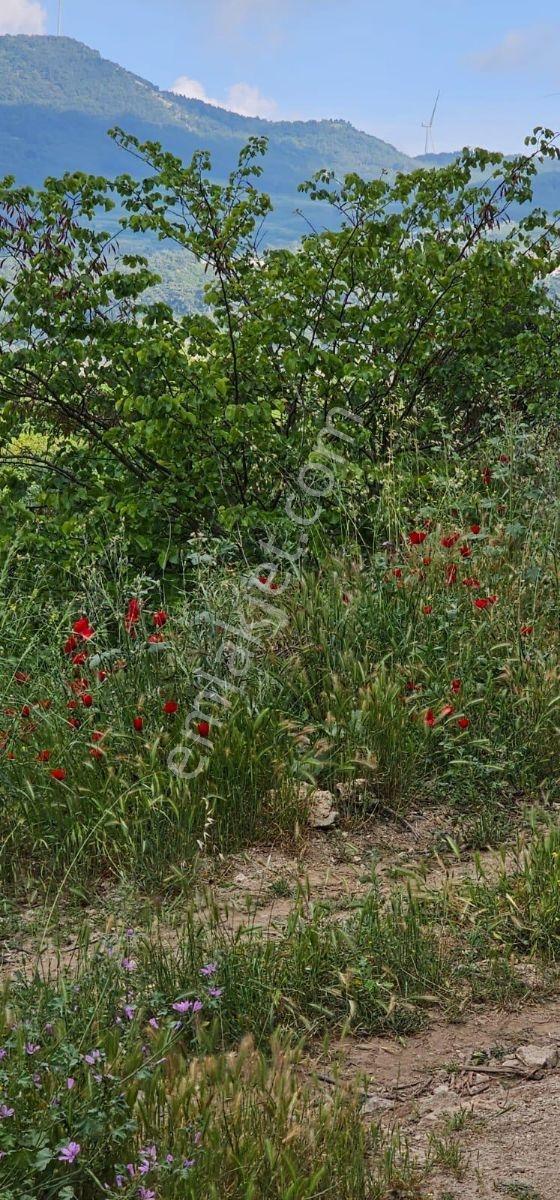 Kusadası Kirazlı Köyünde Emsallerinin Altında Satılık Tarla