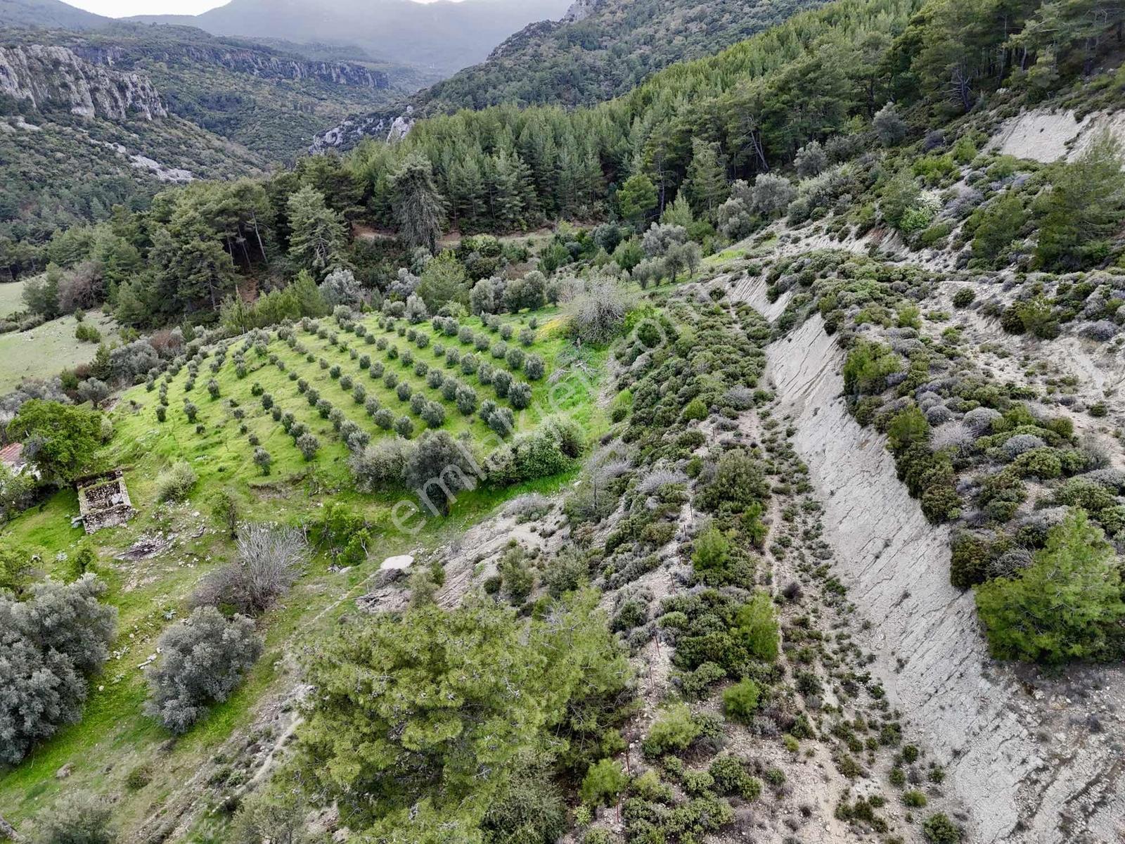 Kaş Dereköy Zeytin Ağaçlı 8.600 M² Tek Tapu Satılık Tarla