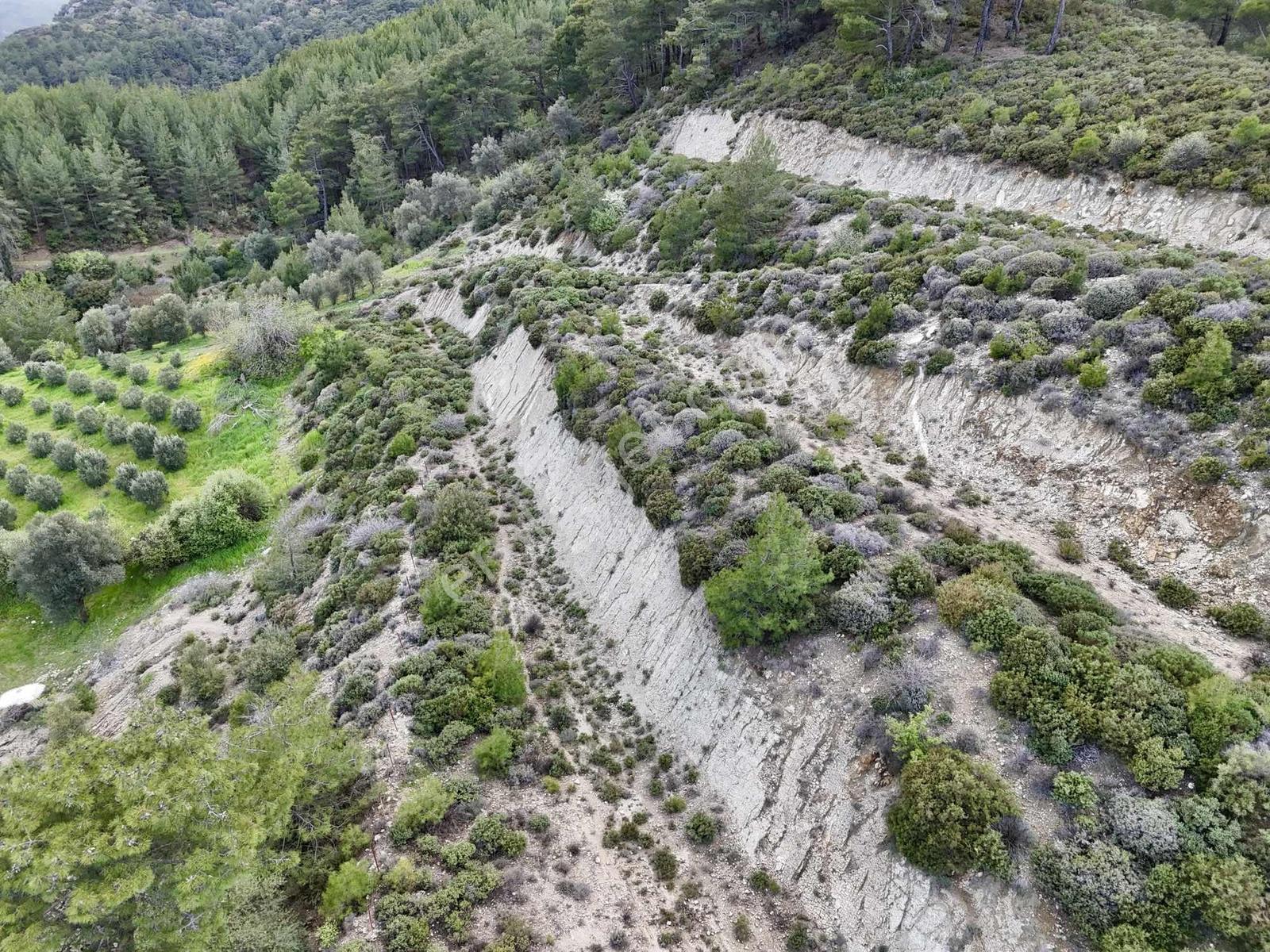 Kaş Dereköy Zeytin Ağaçlı 8.600 M² Tek Tapu Satılık Tarla - Görsel 12
