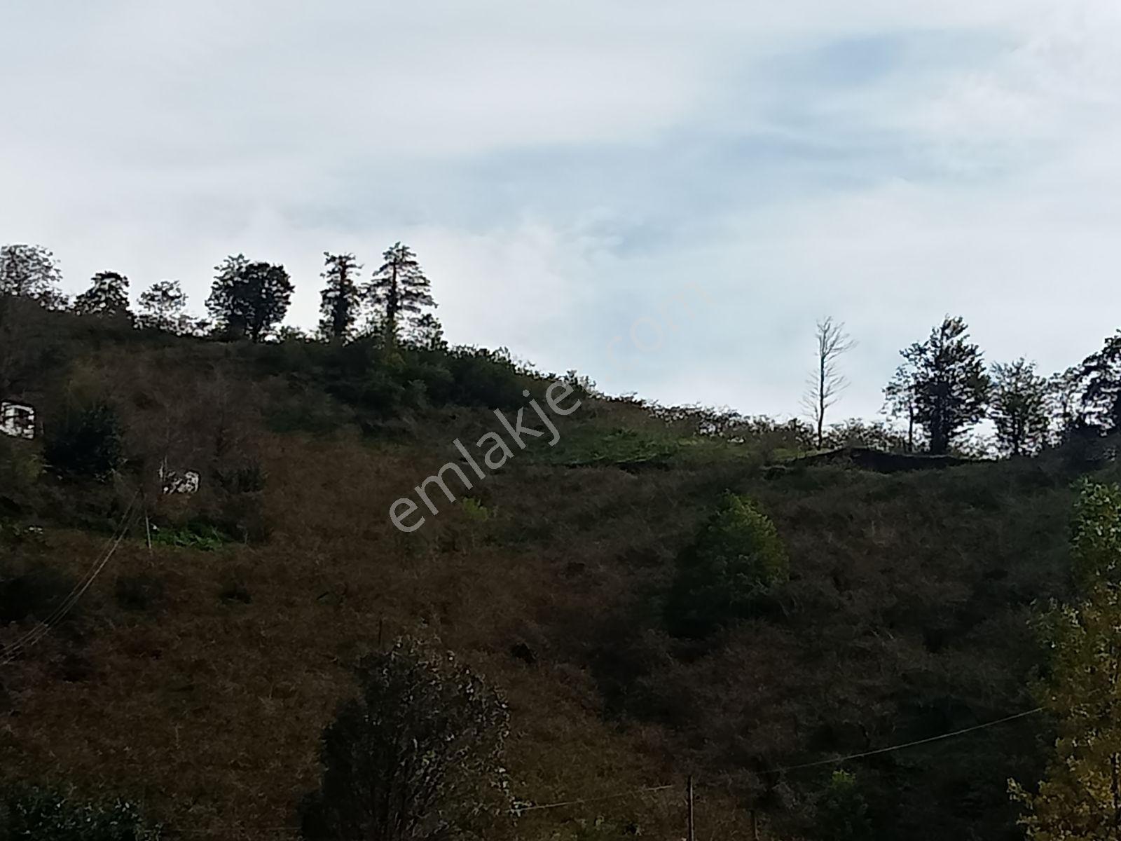 Özgür Emlak'tan Görele'de 27 Dönüm Arazi Fındıklık - Görsel 9