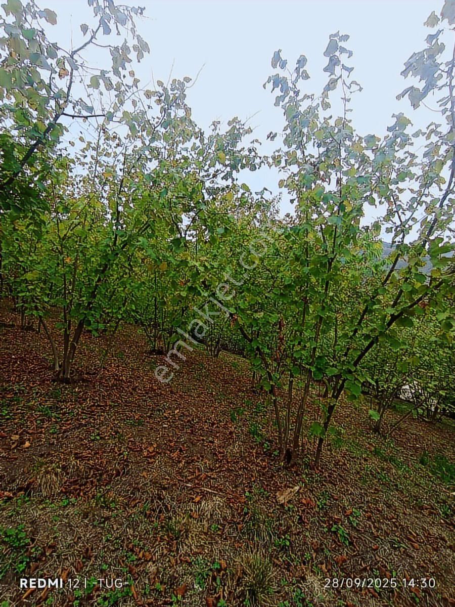 Acil Düzce Golormani Köyünde Satılık Arsa - Görsel 12
