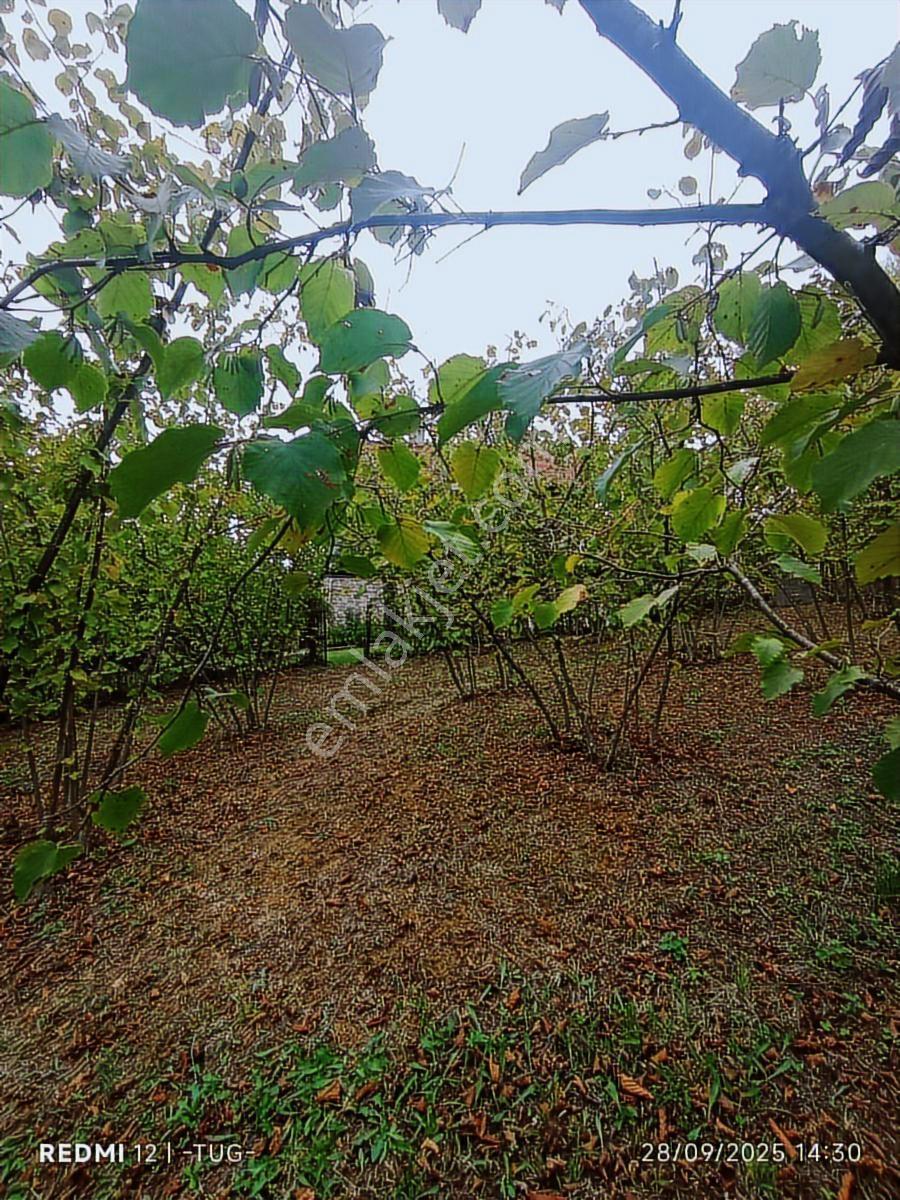 Acil Düzce Golormani Köyünde Satılık Arsa - Görsel 18