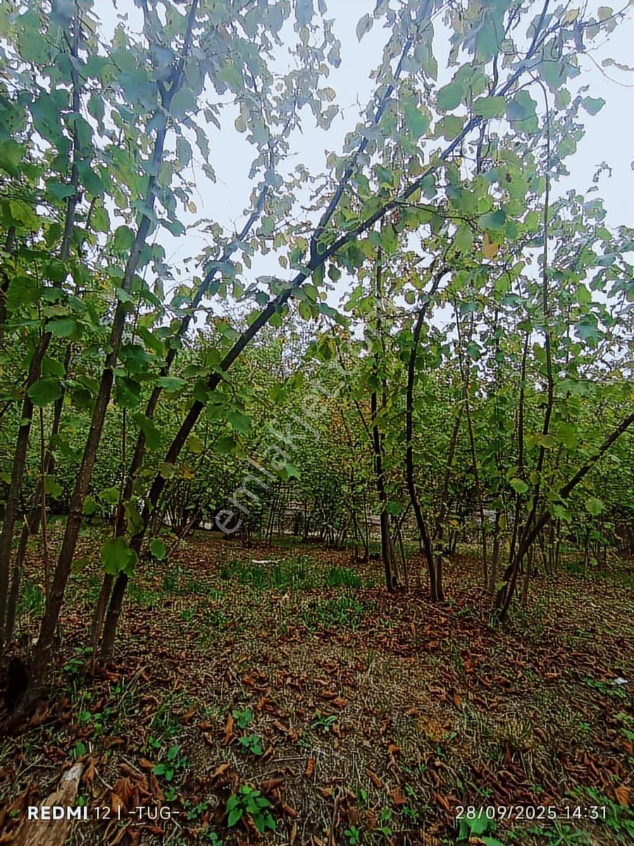 Acil Düzce Golormani Köyünde Satılık Arsa - Görsel 24