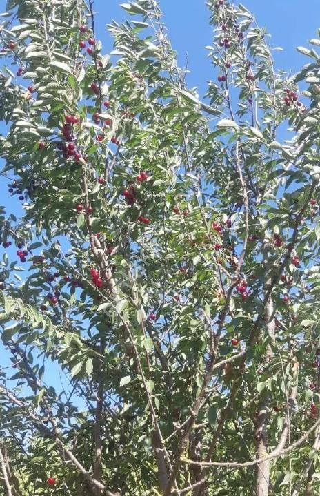Tekirdağ Marmaraereğlisi Dereağzı Mahallesi Satılık Tarla - Görsel 12
