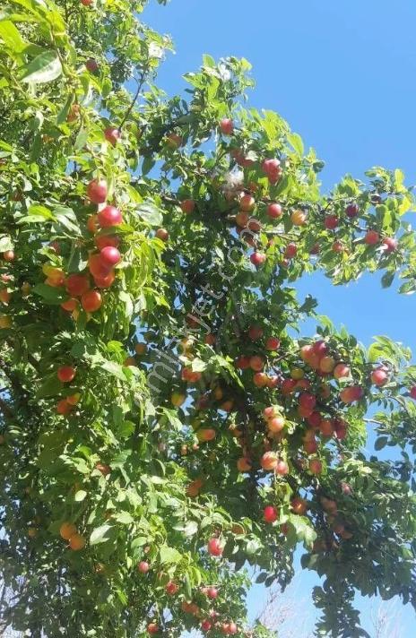 Tekirdağ Marmaraereğlisi Dereağzı Mahallesi Satılık Tarla - Görsel 11