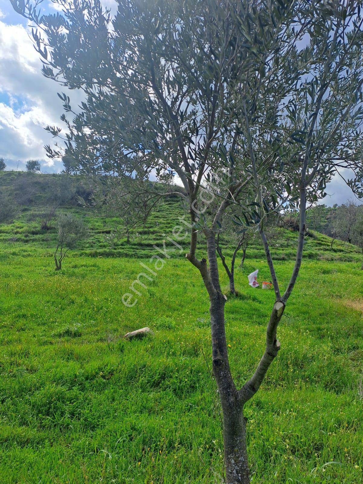 Sahibinden Satılık Hobilik Ve Yatırımlık Kupon Zeytinlik - Görsel 4
