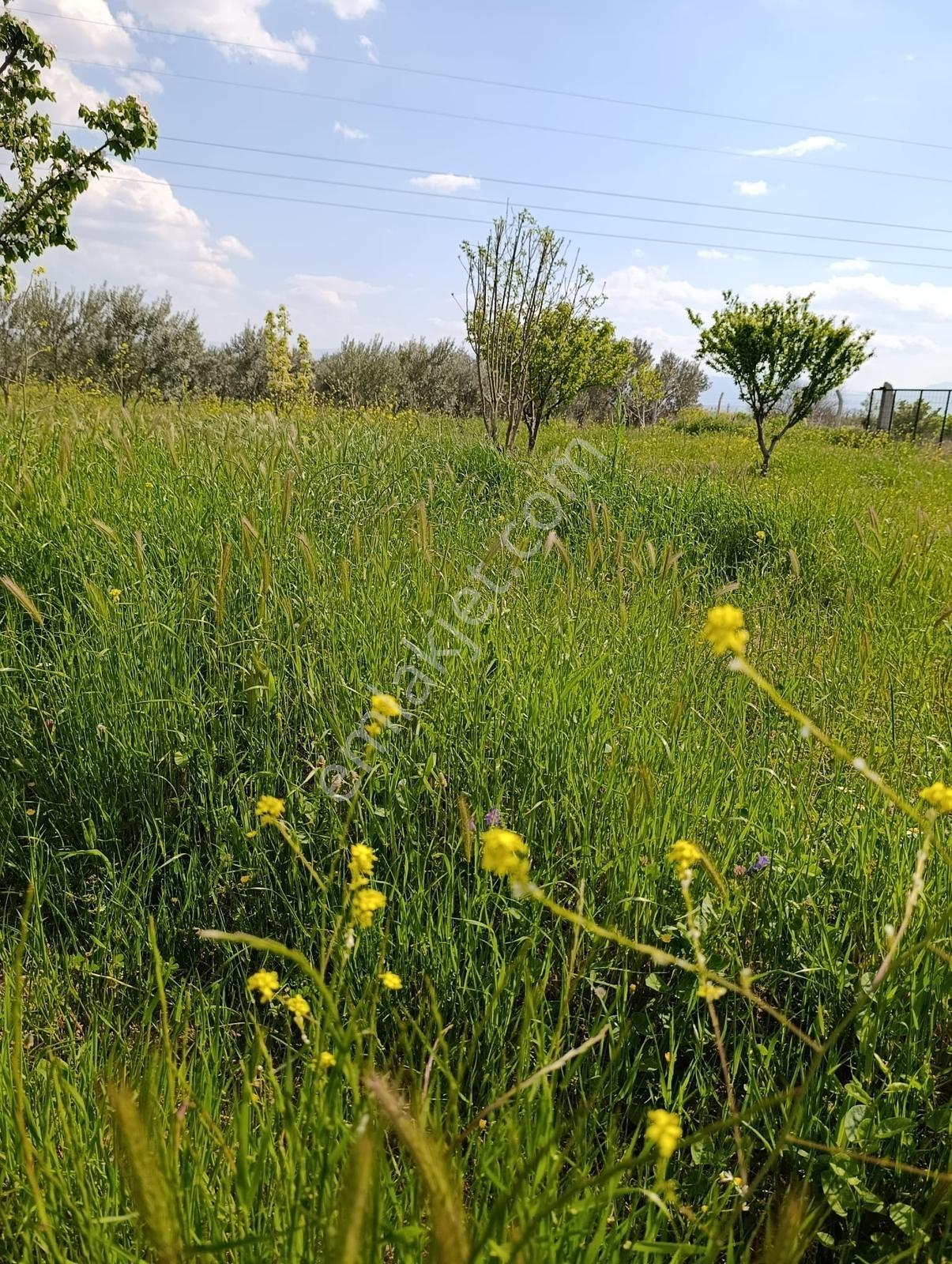 Manisa Turgutlu'da Konutlu, Çiftlikli Satılık Tarla - Görsel 15
