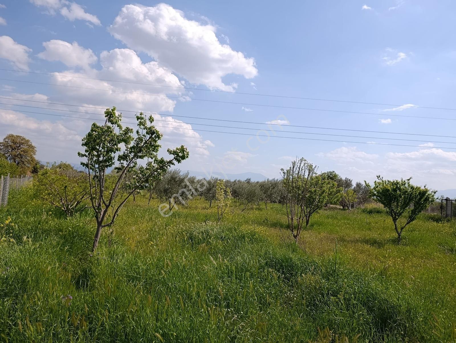 Manisa Turgutlu'da Konutlu, Çiftlikli Satılık Tarla - Görsel 18