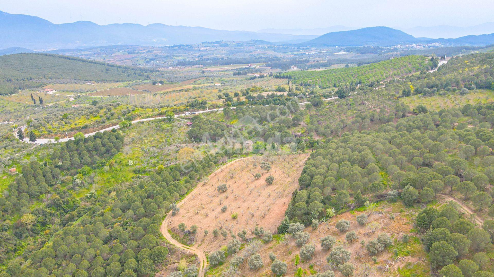 İzmir-selçuk'ta Satılık İncir Bahçesi - Görsel 8