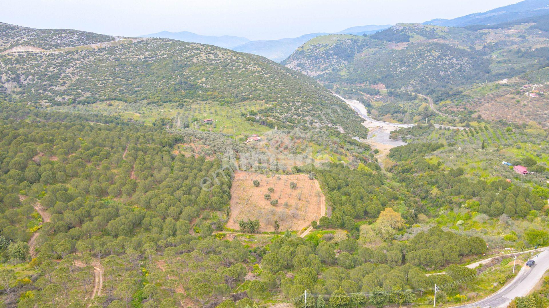 İzmir-selçuk'ta Satılık İncir Bahçesi - Görsel 4