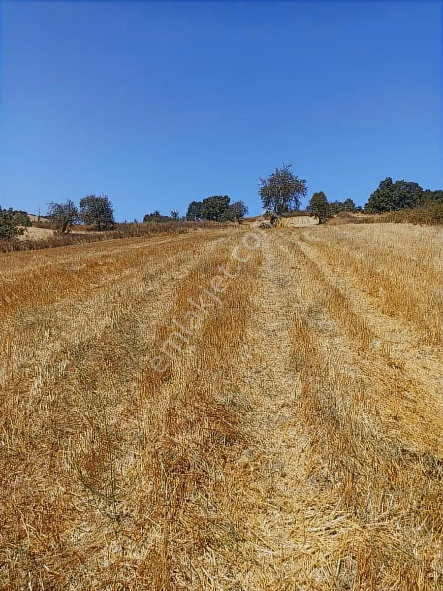 Sinerji'den Mkemalpaşa Da Fırsat 5.400 M² Ceviz Bahçeli Arazi - Görsel 2