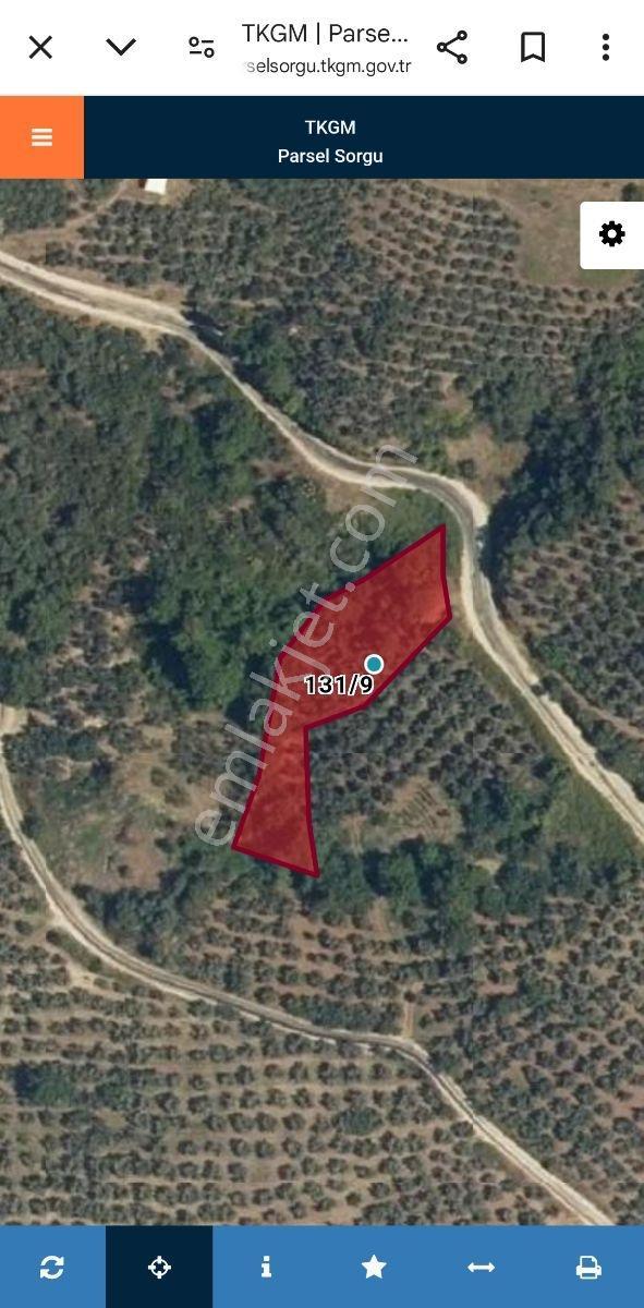 Sinerji'den Mudanya Kaymakoba Köydibinde Satılık Zeytinlik - Görsel 19