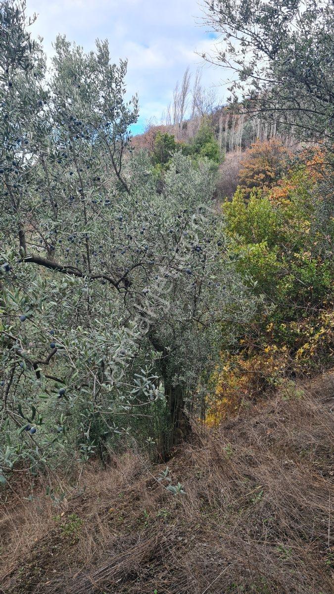 Sinerji'den Mudanya Kaymakoba Köydibinde Satılık Zeytinlik - Görsel 23