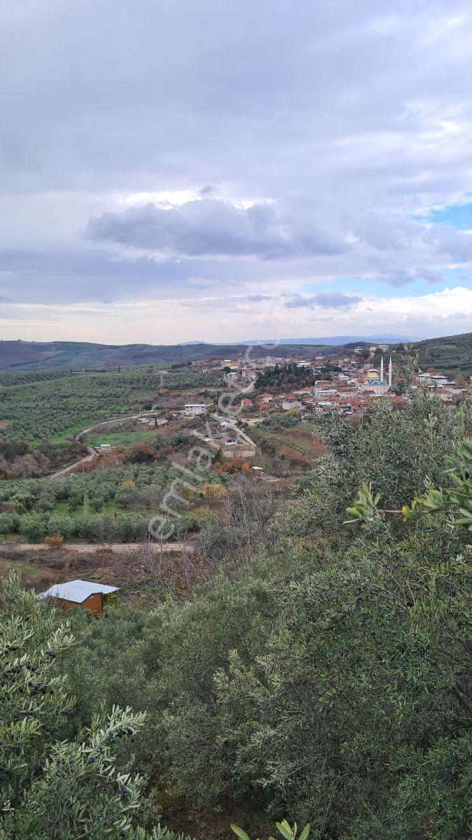 Sinerji'den Mudanya Kaymakoba Köydibinde Satılık Zeytinlik - Görsel 10