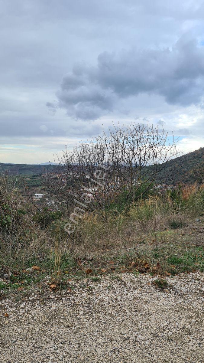Sinerji'den Mudanya Kaymakoba Köydibinde Satılık Zeytinlik - Görsel 32
