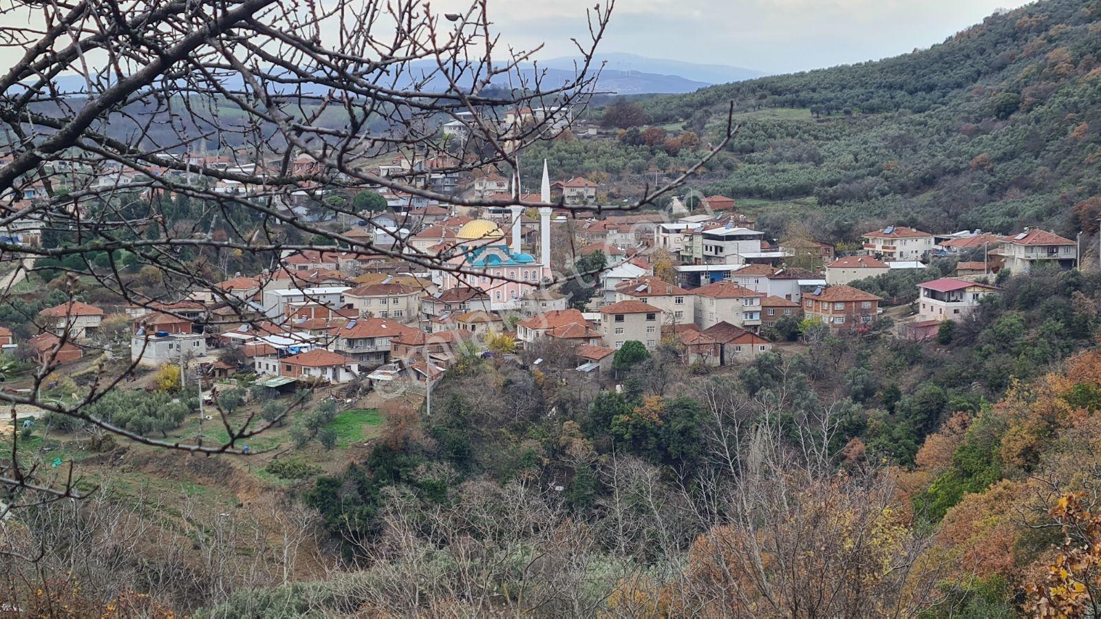 Sinerji'den Mudanya Kaymakoba Köydibinde Satılık Zeytinlik