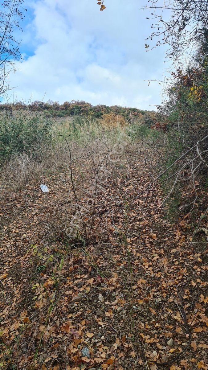 Sinerji'den Mudanya Kaymakoba Köydibinde Satılık Zeytinlik - Görsel 28