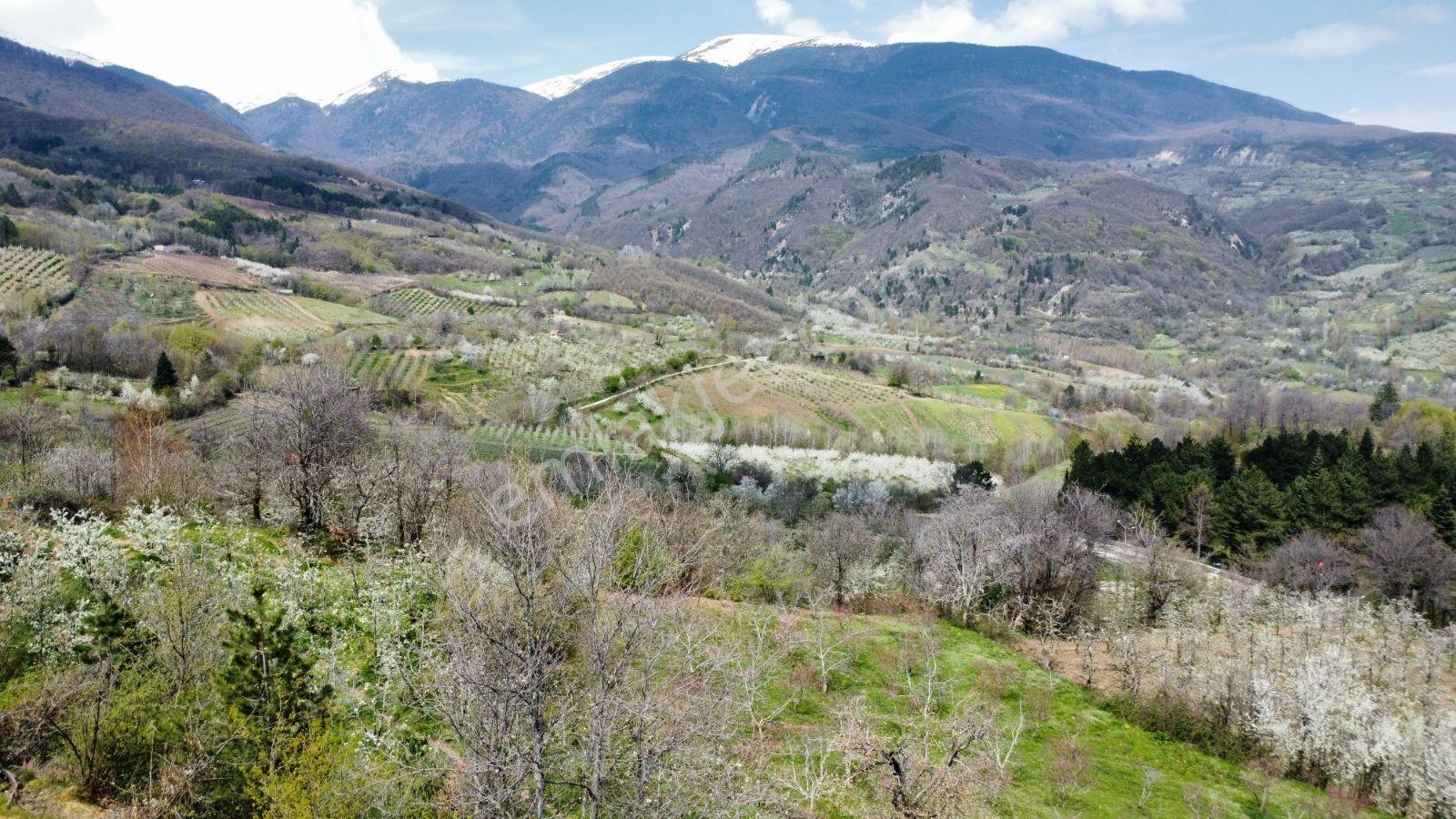 Sinerji'den İnegöl Turgutalp Köyü Dibinde Fırsat 2 Parça Arazi - Görsel 32