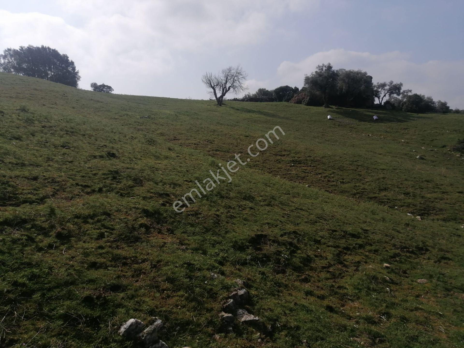 Aydın Söke Kaykıllıda Köy Merkezine Yakın Verimli Satılık Zeytinlik - Görsel 13