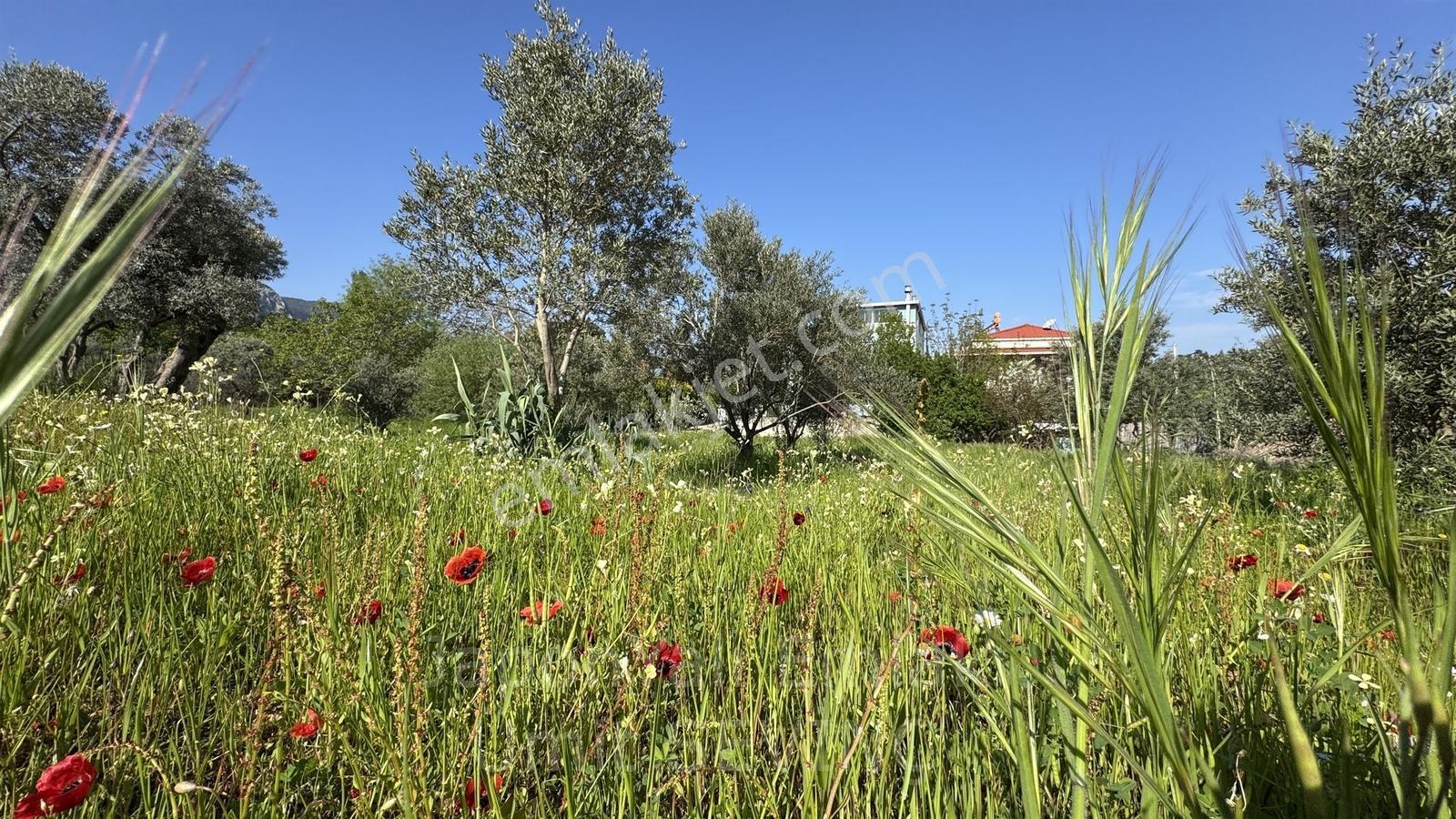 İzmir Kemalpaşa Yukarı Kızılcada Satılık Zeytinlik Arazi - Görsel 8