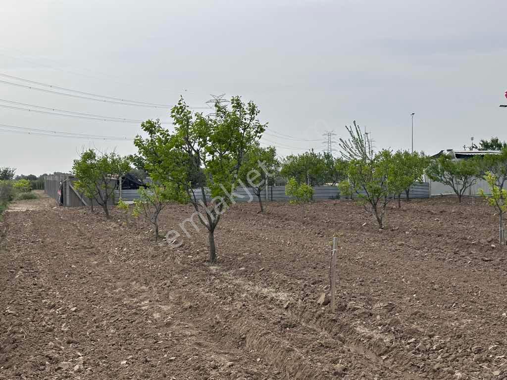 Doğayla İç İçe Yaşam! Menemen Haykıran’da 1.541 M² Müstakıl Tapulu Meyve Bahçesı - Görsel 11