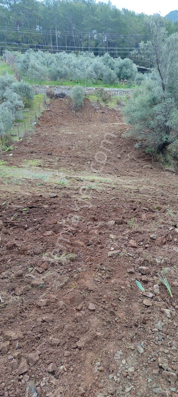 Fethiye Göcek'te Satılık 1278 M Tarla - Görsel 3