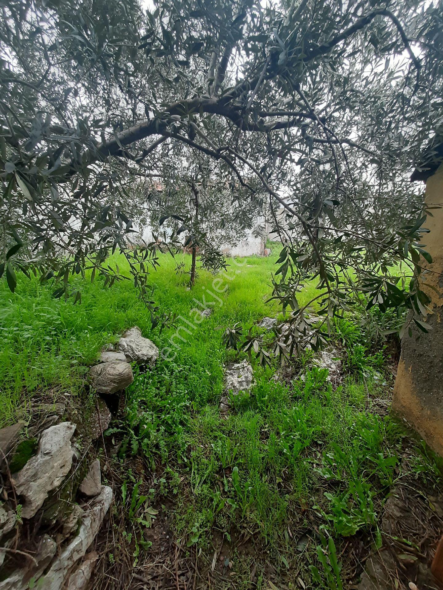 🔥 Akhisar Hacı İshak’ta 720m² Arsa İçinde Tepe Konumda Full Manzaralı Satılık 3+1 Müstakil Ev! 🔥 - Görsel 4